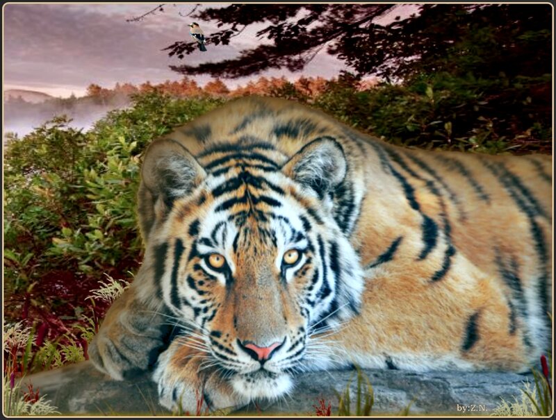 Tiger Lying on Rock — Orange, Calm, Sunset