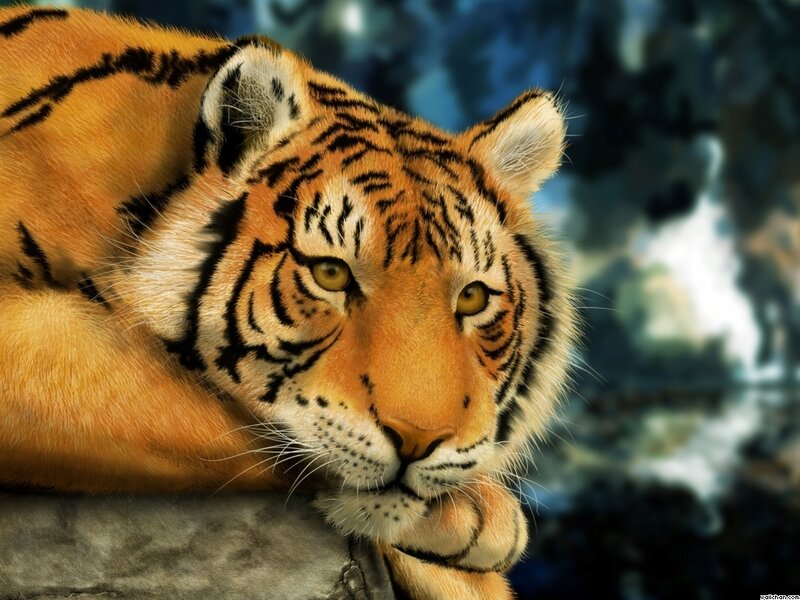 Tiger Lying on Rock — Orange, Calm