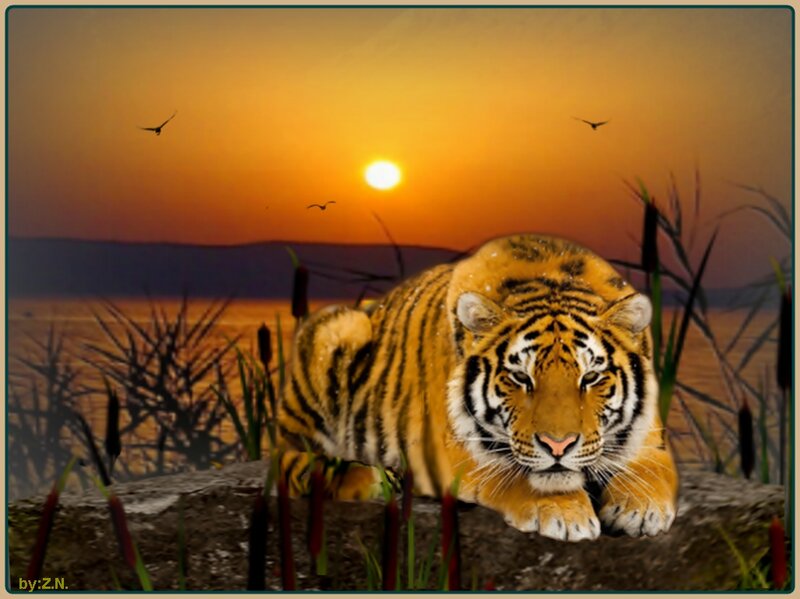 Tiger Lying on Rock — Orange, Dramatic