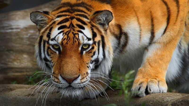 Tiger Lying on Rock — Orange, Intense, Photograph