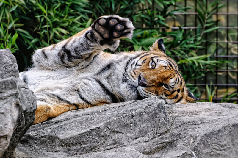 Tiger Lying on Rock — Orange, Relaxed, Photograph
