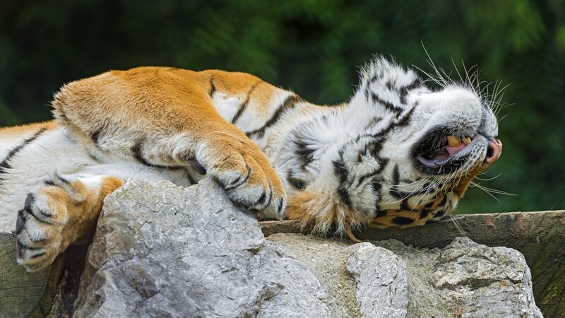 Tiger Lying on Rock — Orange, Relaxed