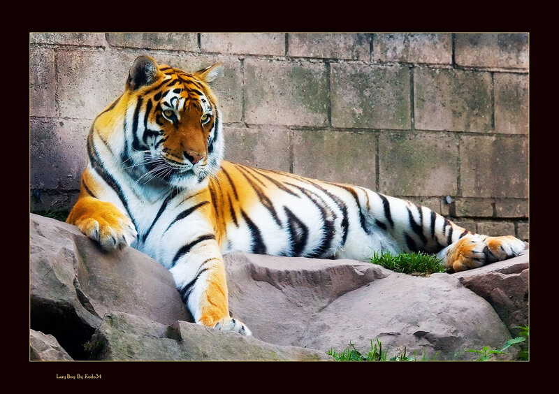 Tiger Lying on Rocks — Orange, Calm