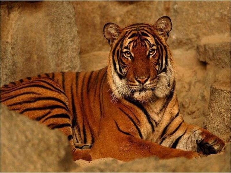 Tiger Lying on Rocks