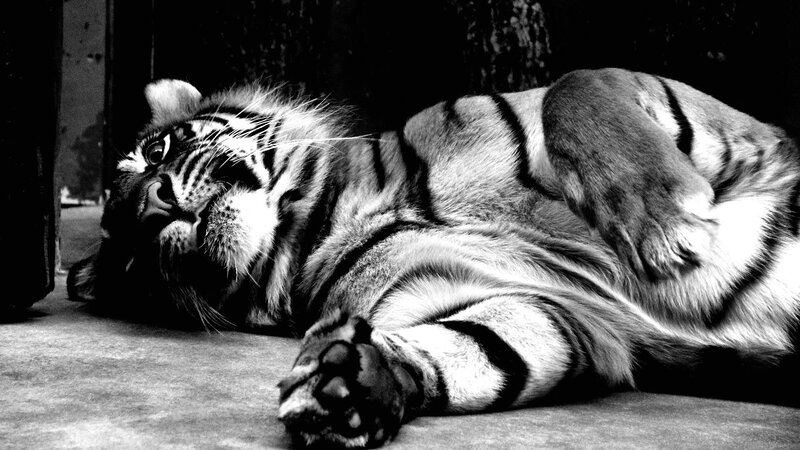 Tiger Lying on Side — Black