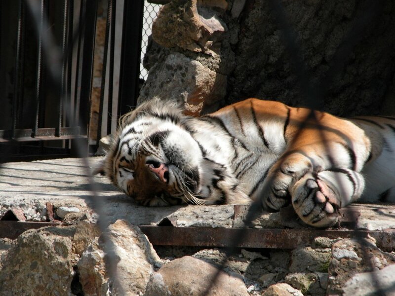 Tiger Lying on Side