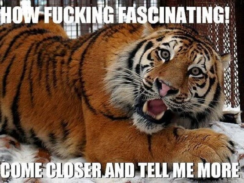 tiger meme with text
