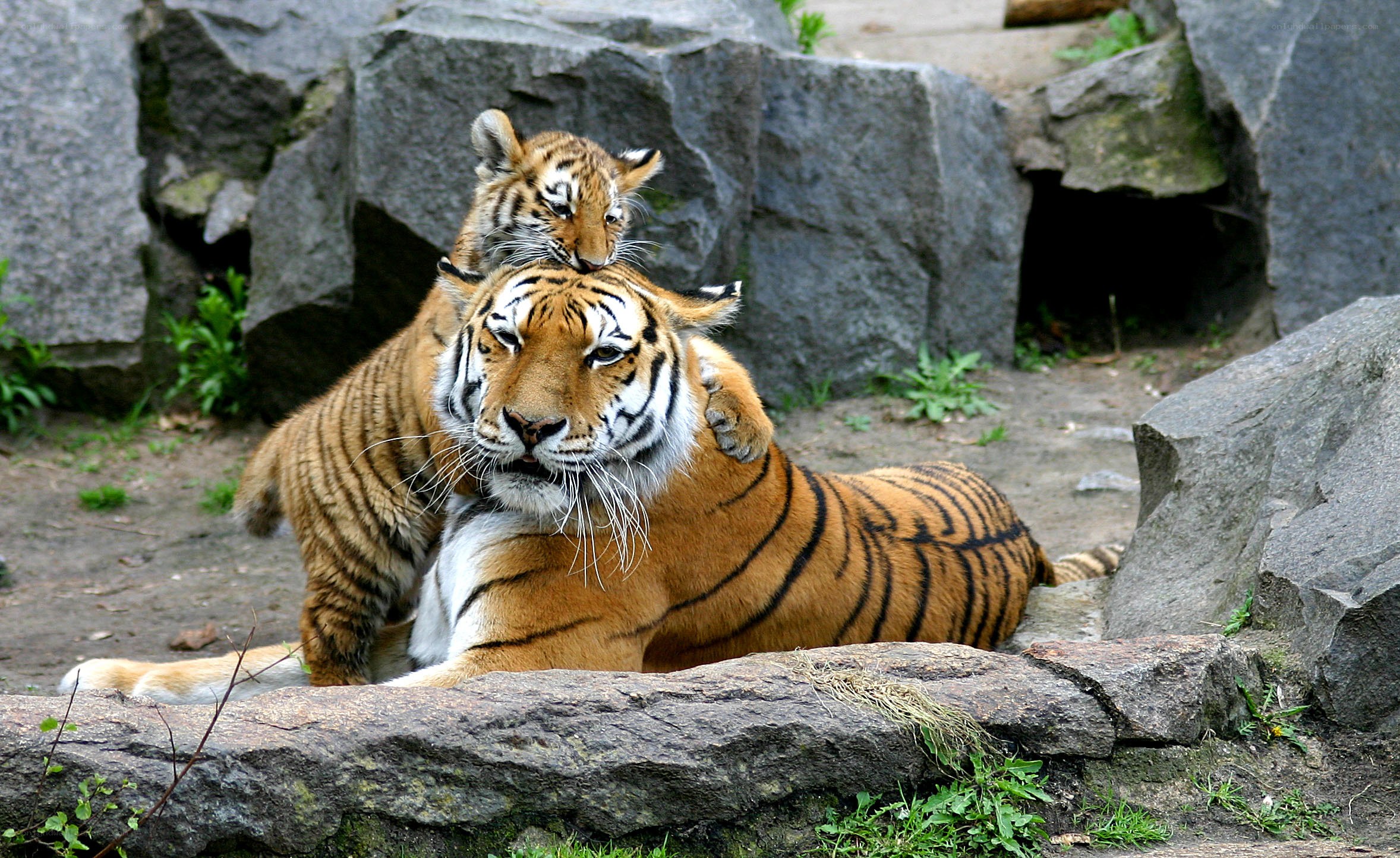 Tiger mother and cub