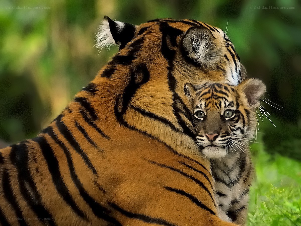 tiger mother and cub