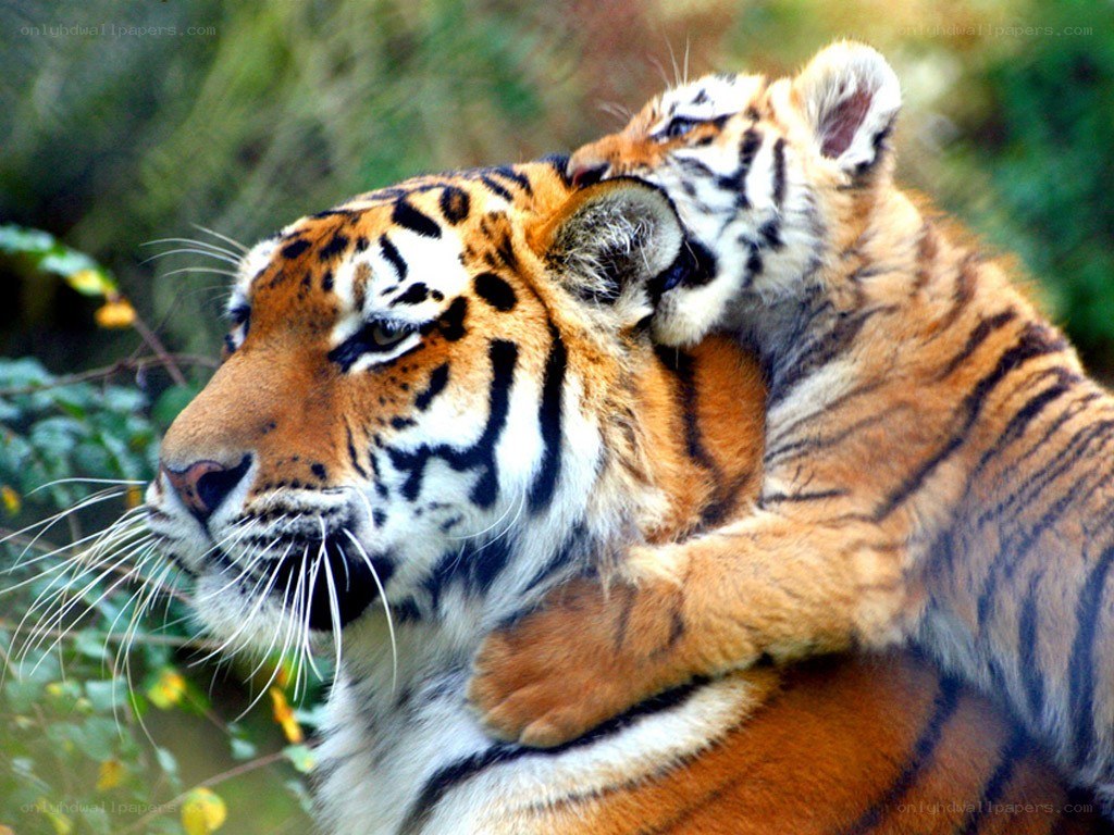 tiger mother and cub
