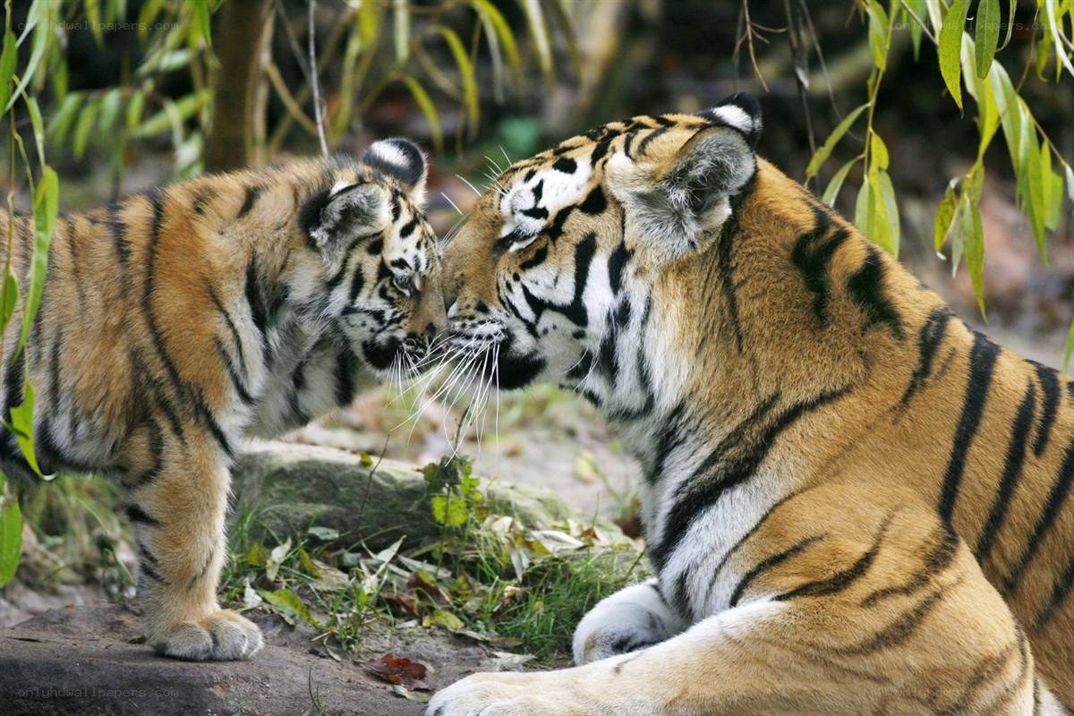 tiger mother and cub