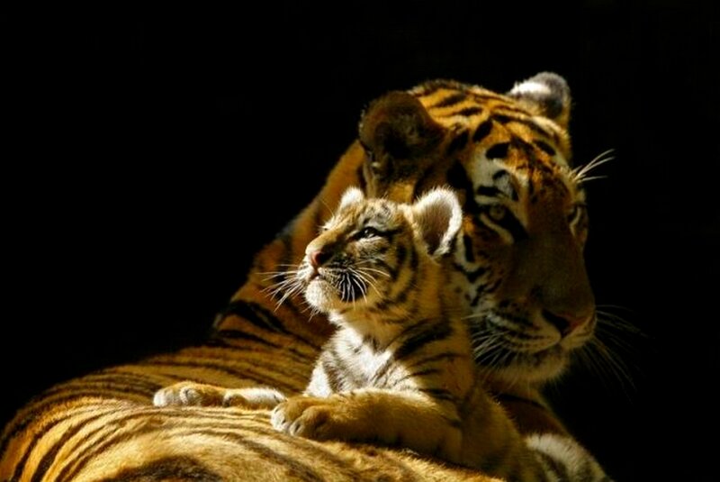 Tiger mother and cub