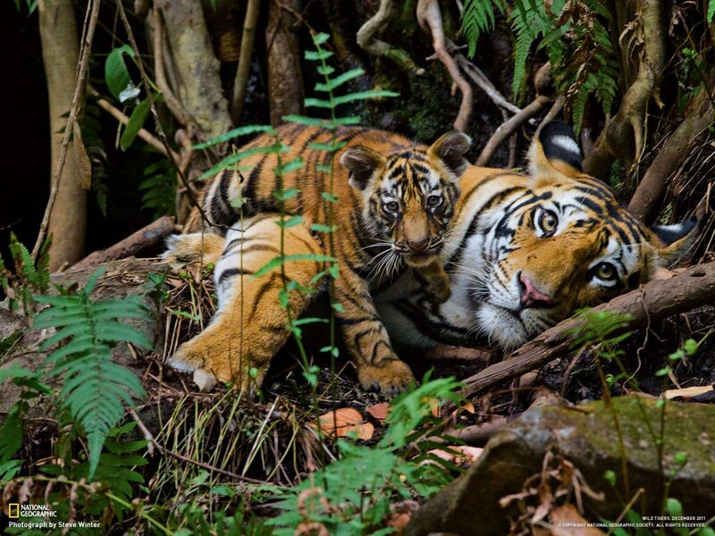 Tiger mother and cub in forest