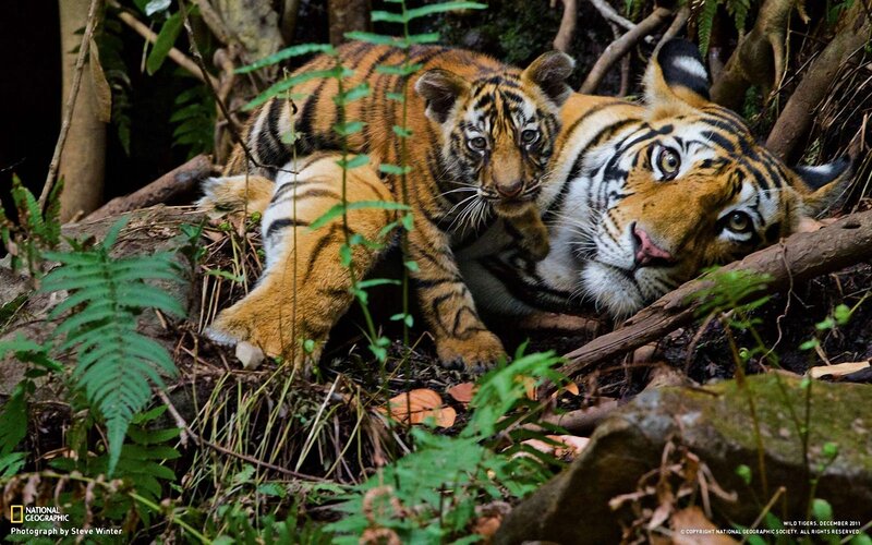 Tiger Mother and Cub — Orange