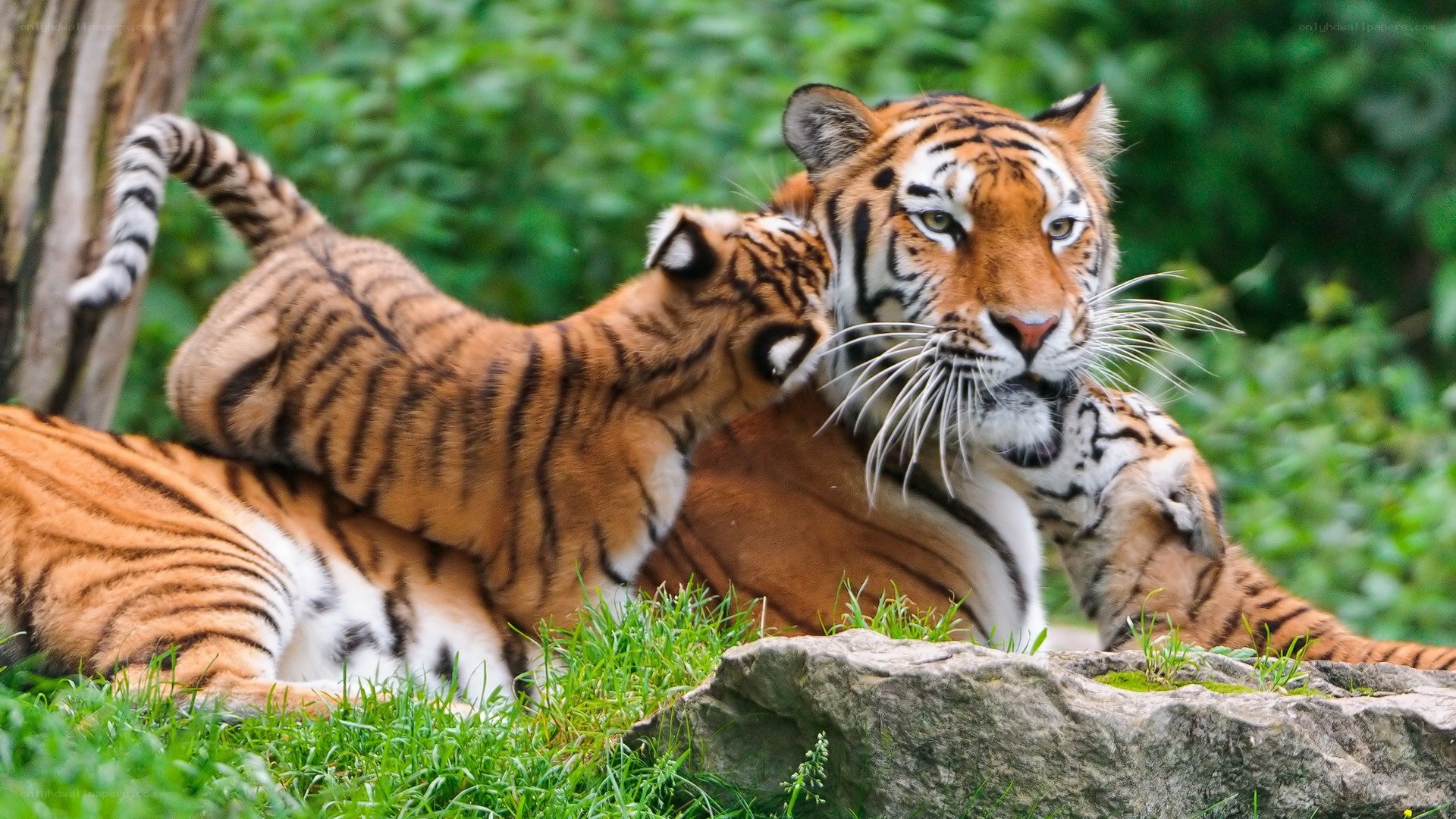 Tiger mother and cub playing