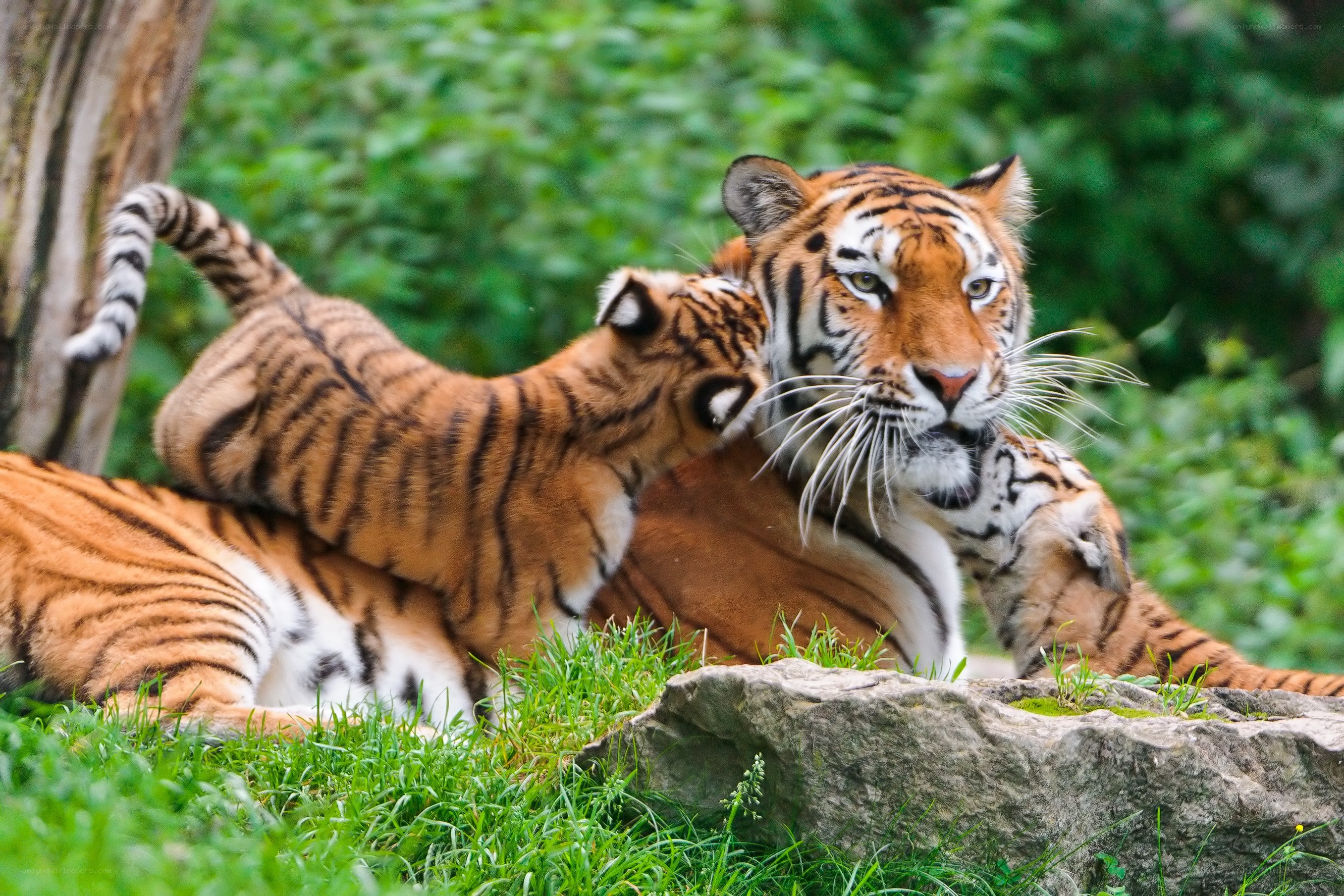 Tiger mother and cub playing