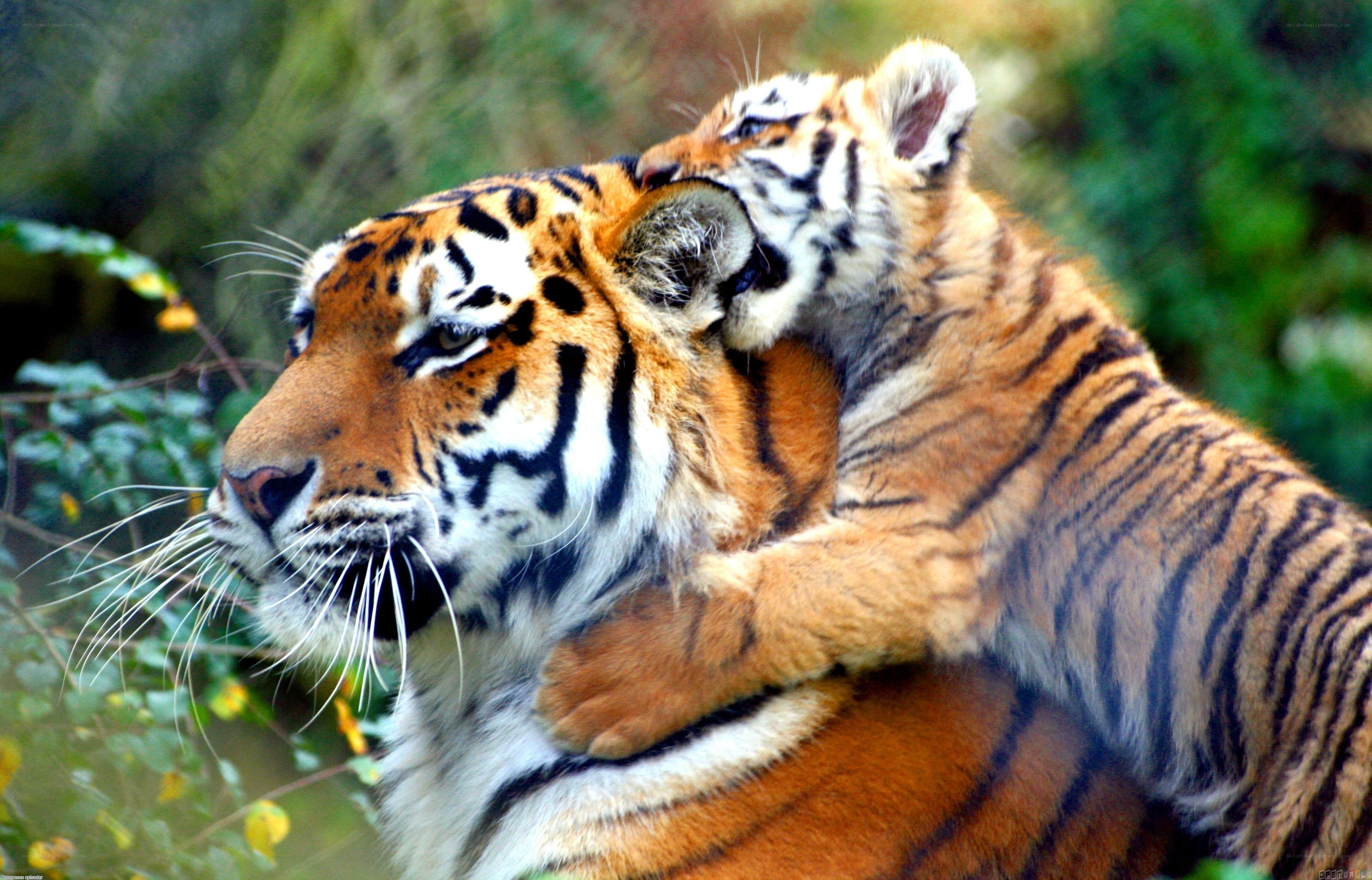 tiger mother and cub