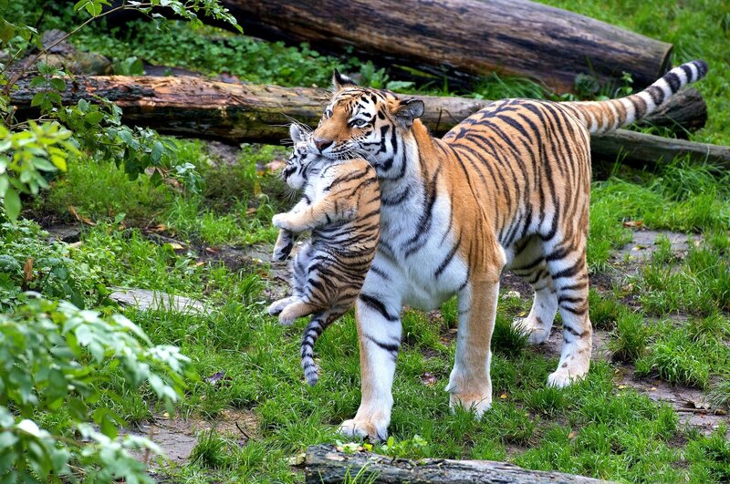 Tiger Mother Carrying Cub