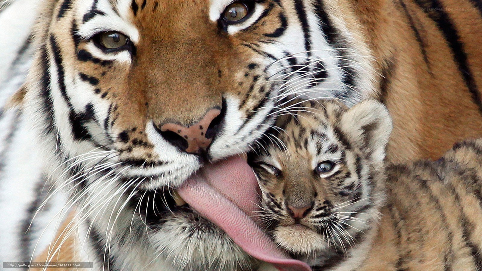 Tiger mother grooming cub