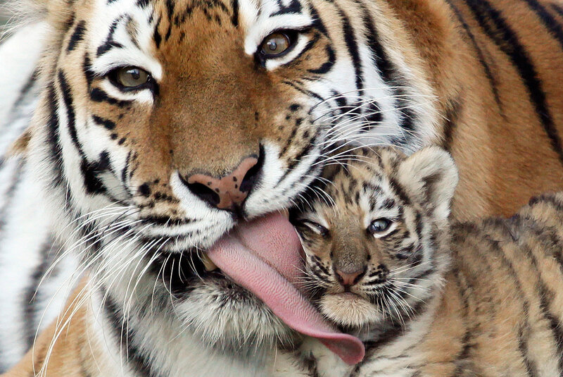 Tiger mother grooming cub