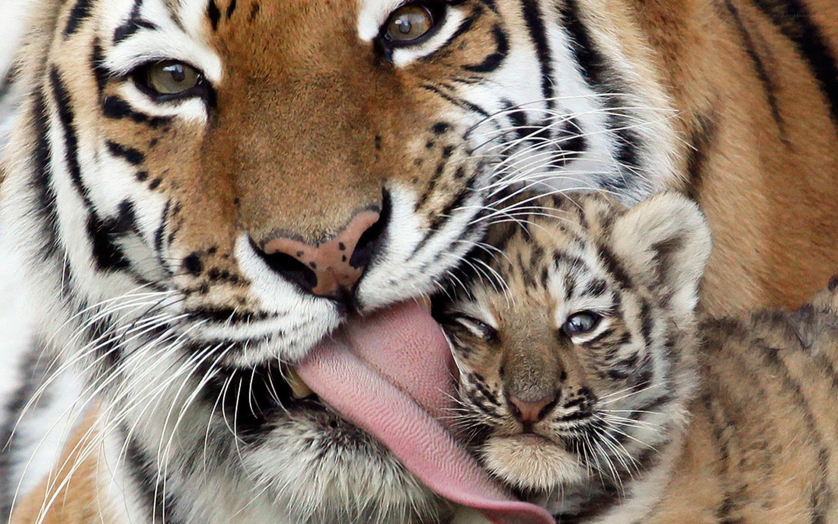 Tiger mother grooming cub