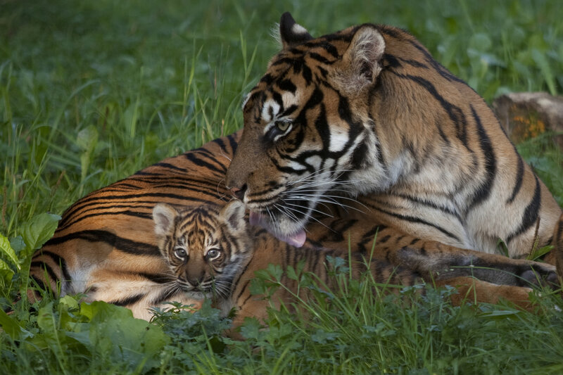 Tiger Mother Grooming Cub — Green