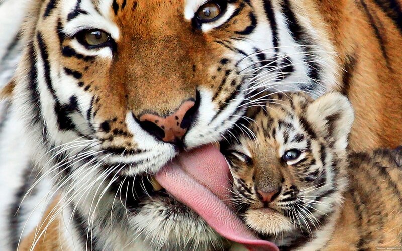 Tiger Mother Grooming Cub — Orange, Affectionate, Photograph