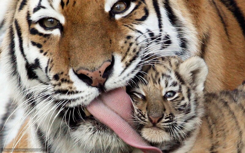 Tiger Mother Grooming Cub — Orange, Affectionate, Photograph, Tongue