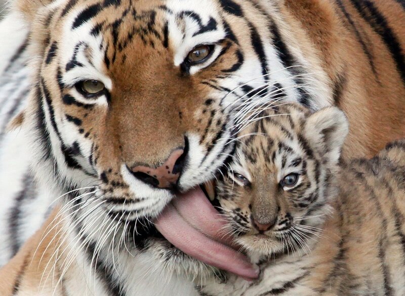 Tiger Mother Grooming Cub — Orange, Affectionate, Photograph, Tongue, Whiskers