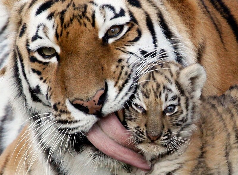 Tiger Mother Grooming Cub — Orange, Affectionate
