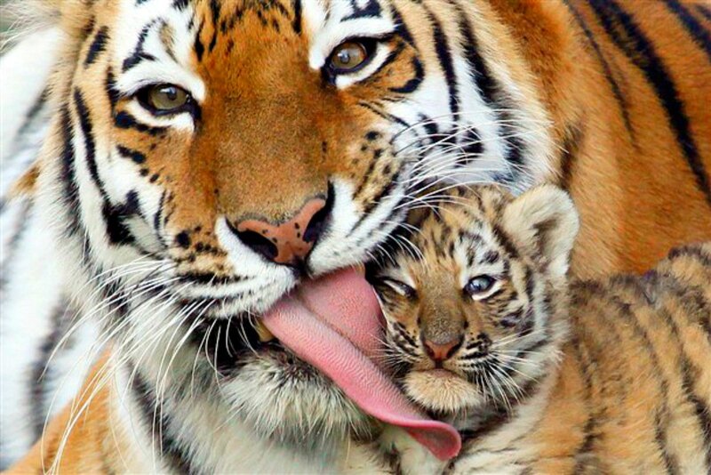 Tiger Mother Grooming Cub — Orange, Calm, Photograph