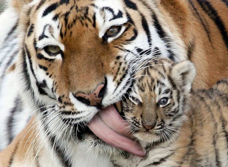 Tiger Mother Grooming Cub — Orange