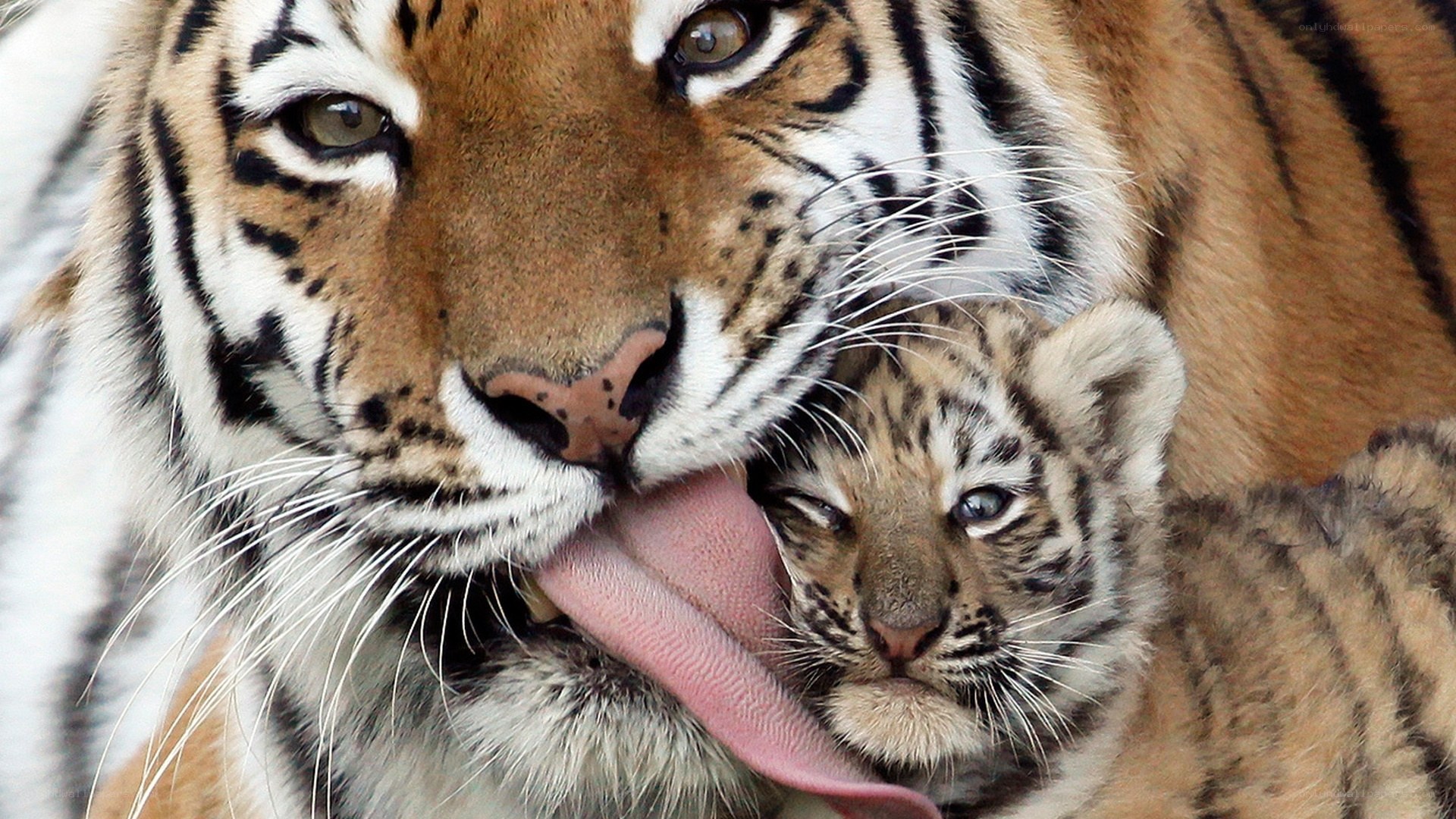 Tiger mother grooming cub
