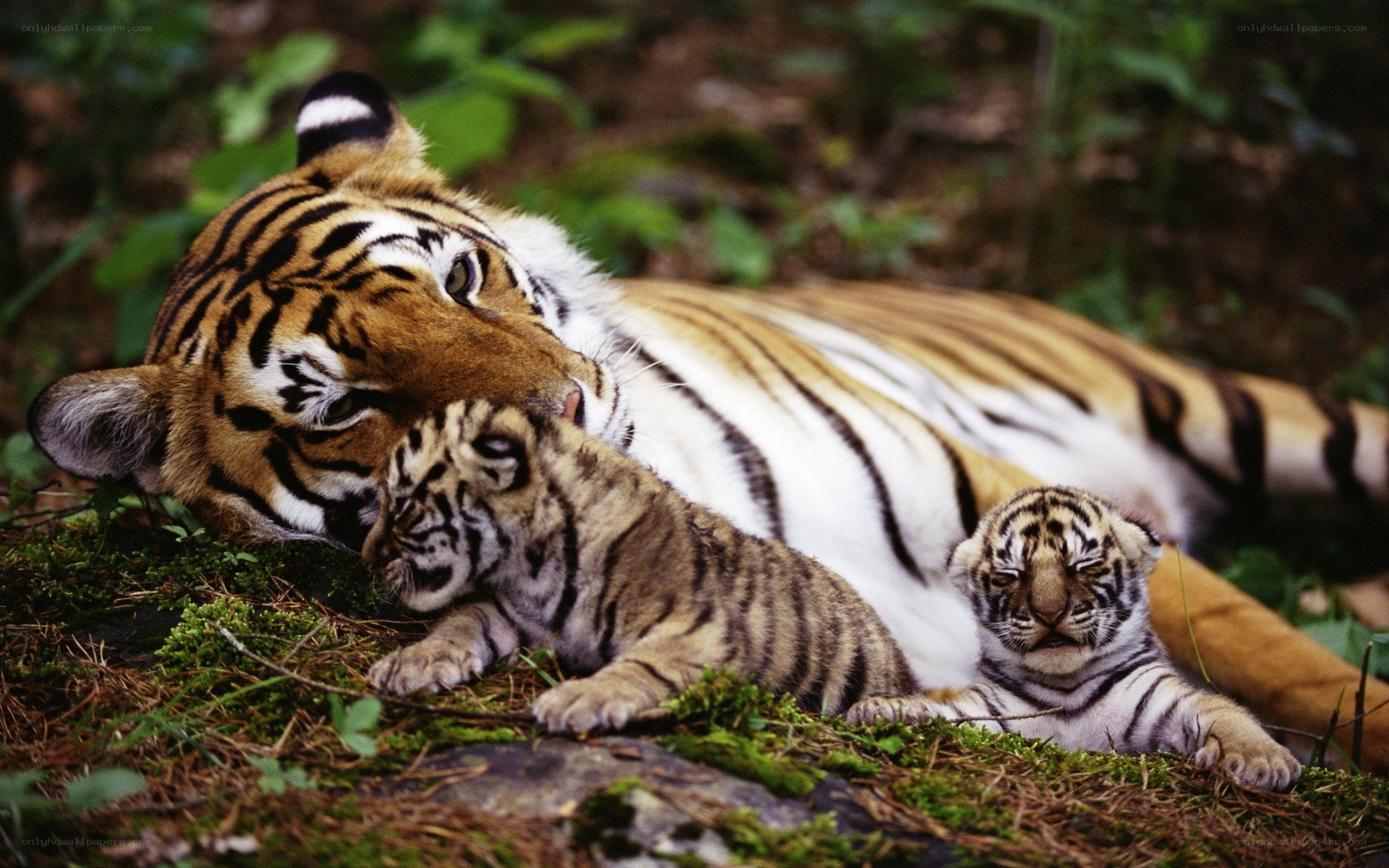Tiger mother with cubs