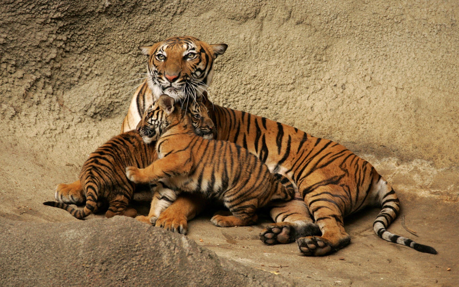 Tiger mother with cubs