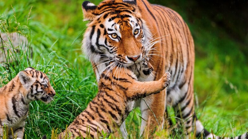 Tiger mother with cubs