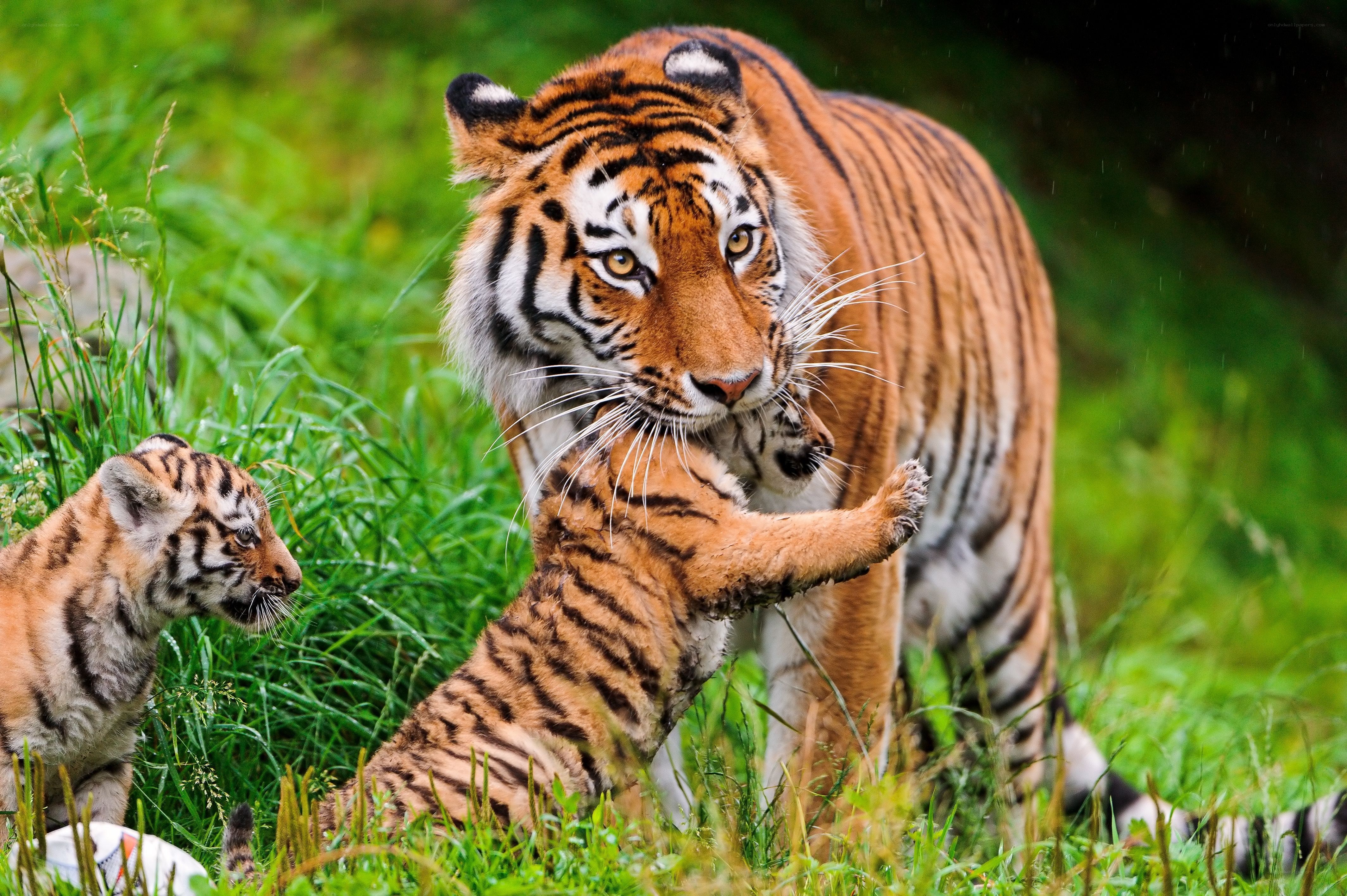 Tiger mother with cubs