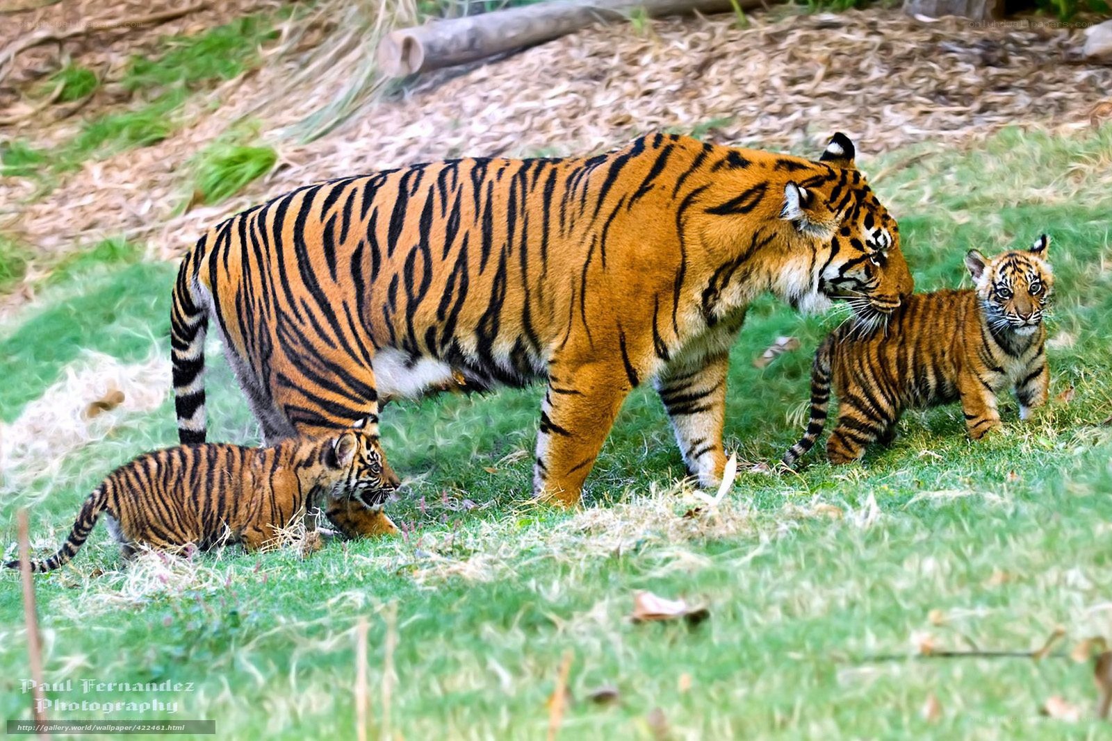 Tiger mother with cubs