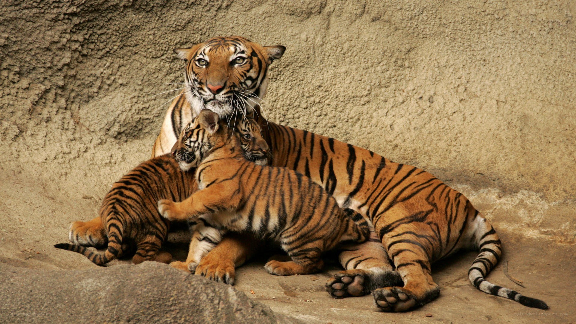 Tiger mother with cubs