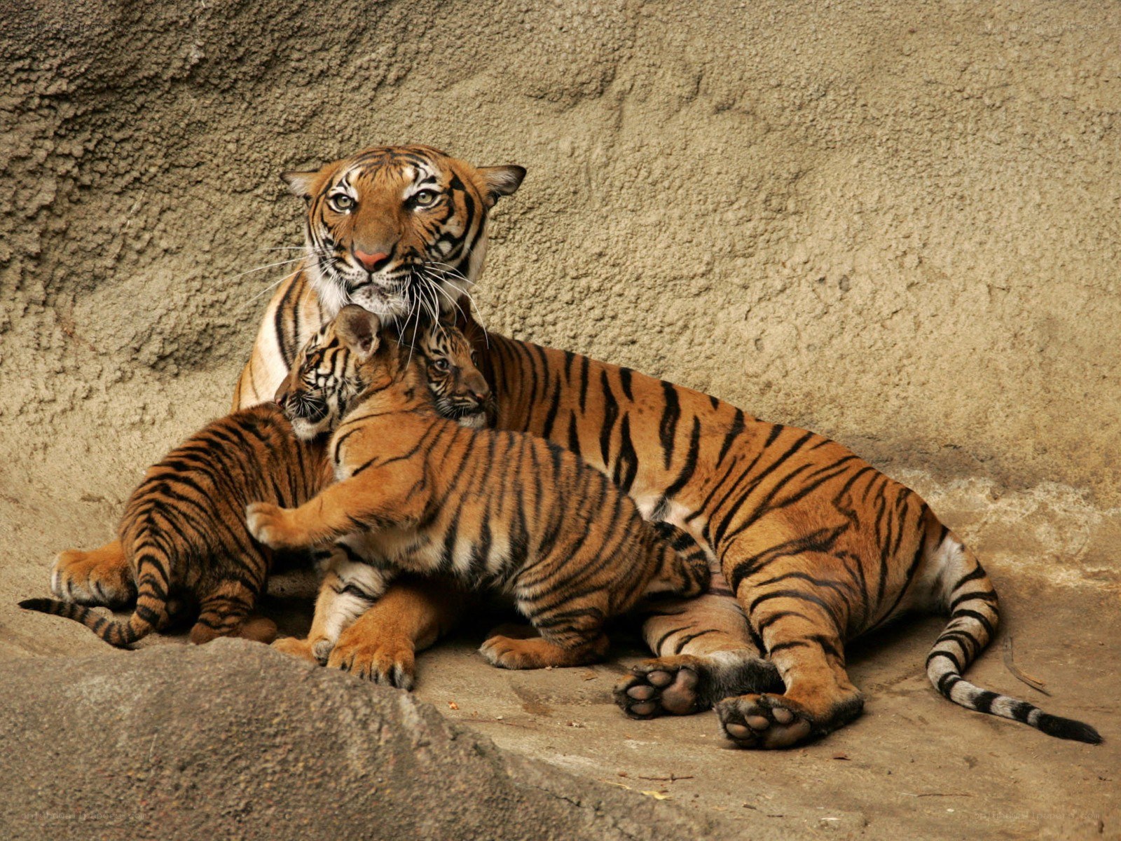 Tiger mother with cubs