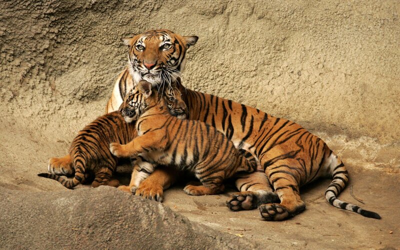 Tiger mother with cubs