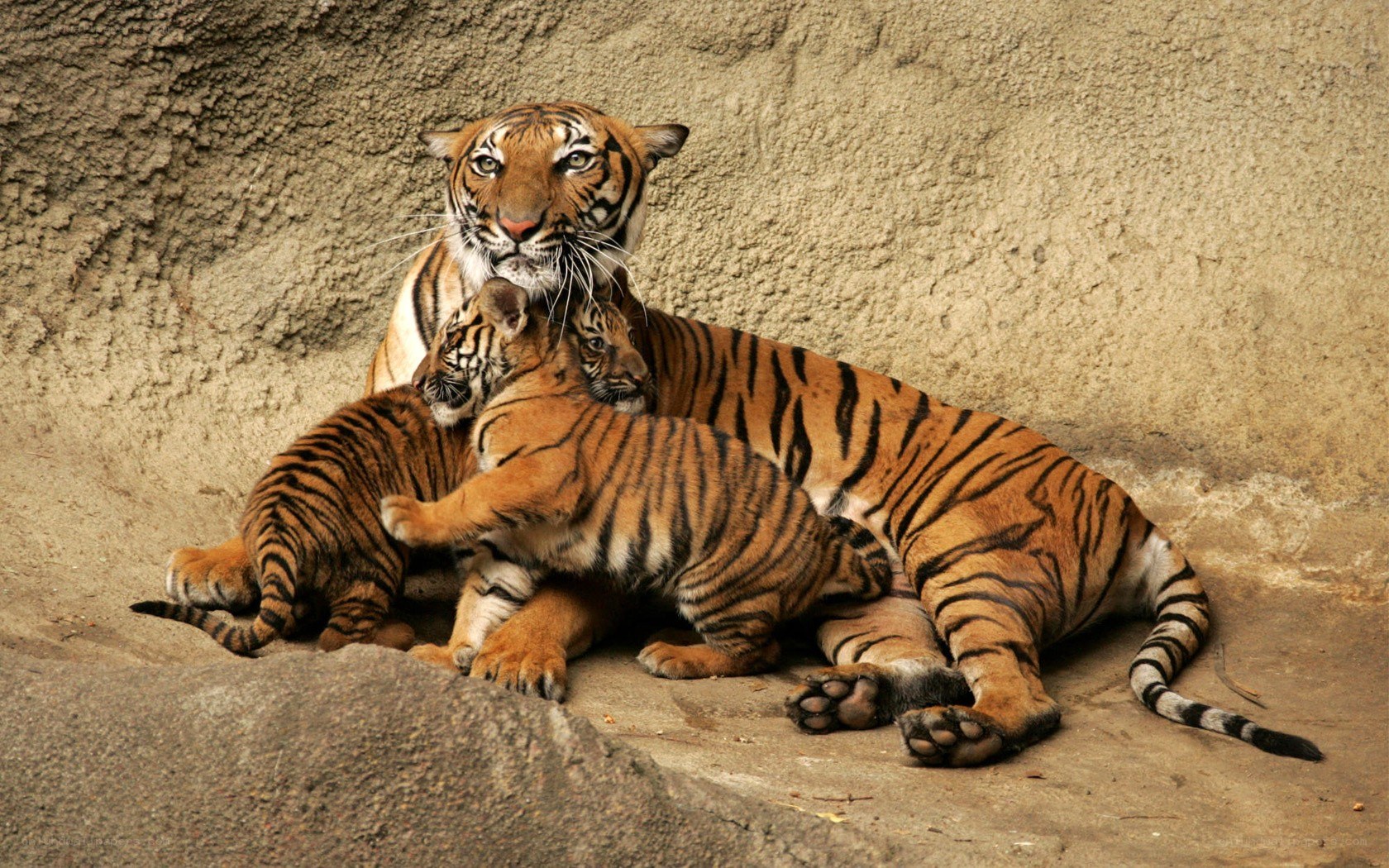 Tiger mother with cubs