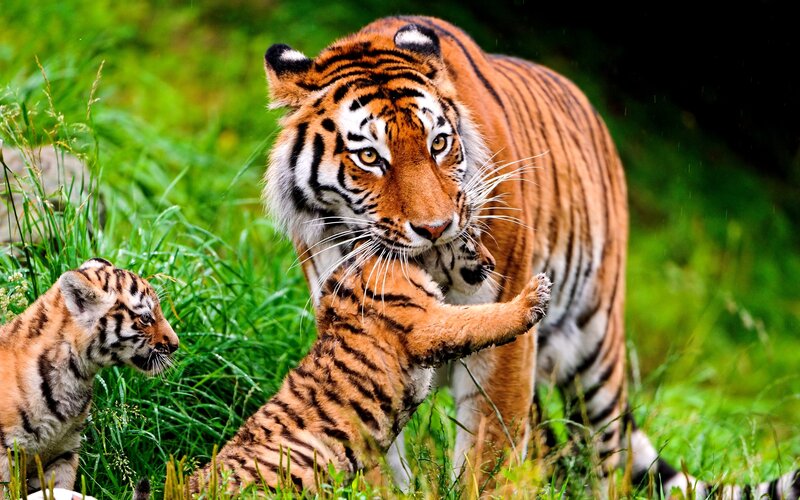 Tiger Mother with Cubs — Green