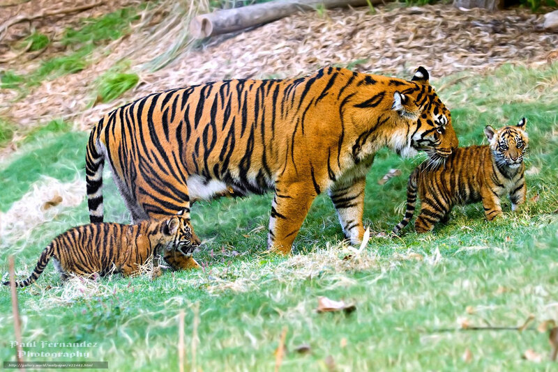 Tiger Mother with Cubs — Orange, Calm, Afternoon, Photograph