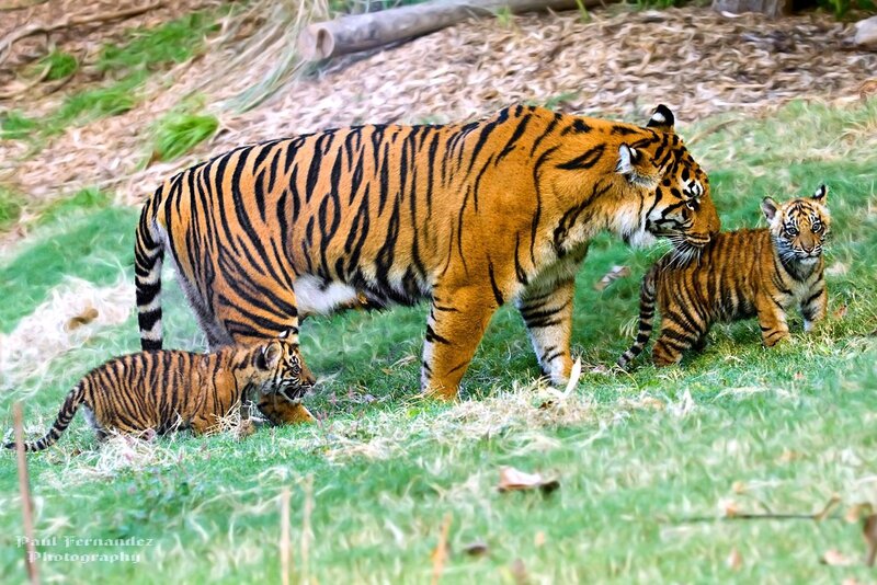 Tiger Mother with Cubs — Orange, Calm, Afternoon