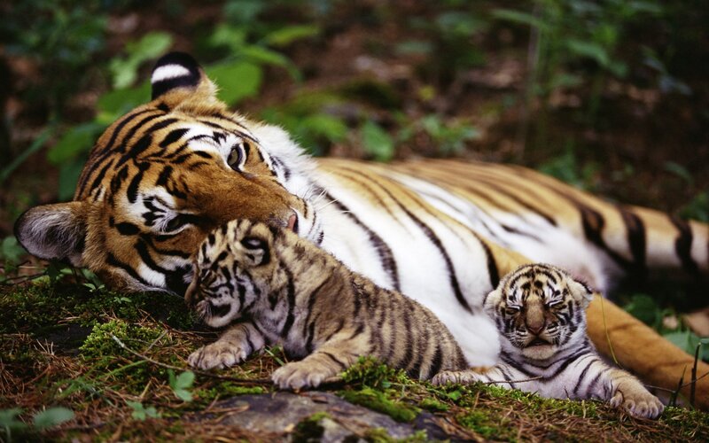 Tiger Mother with Cubs — Orange, Calm, Photograph, Forest Floor, Moss