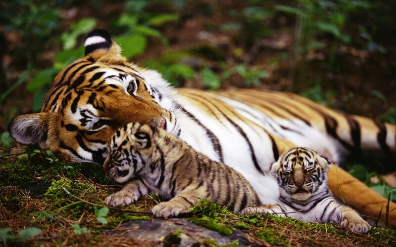 Tiger Mother with Cubs — Orange, Calm