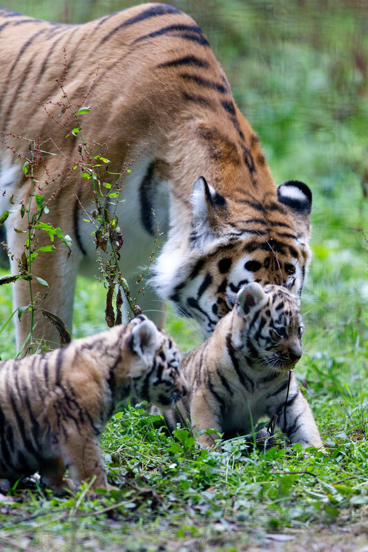 Tiger Mother with Cubs — Orange, Natural, Afternoon, Photograph