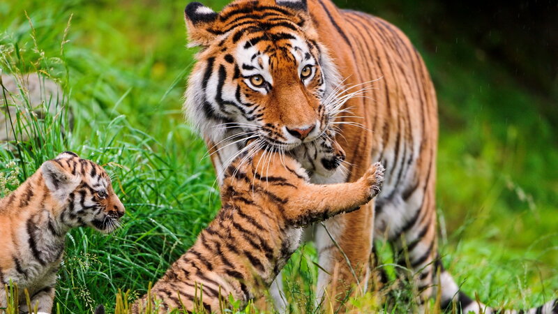 Tiger Mother with Cubs — Orange, Natural