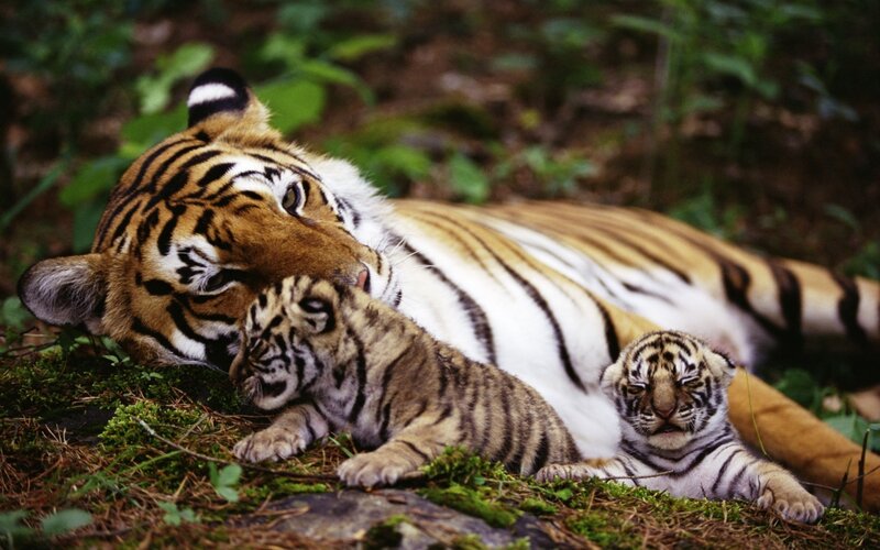 Tiger Mother with Cubs — Orange, Serene